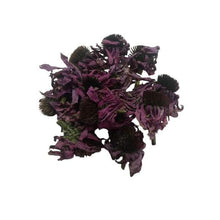 Charger l&#39;image dans la galerie, Sto Chorafi - Echinacea Bio - 25g
